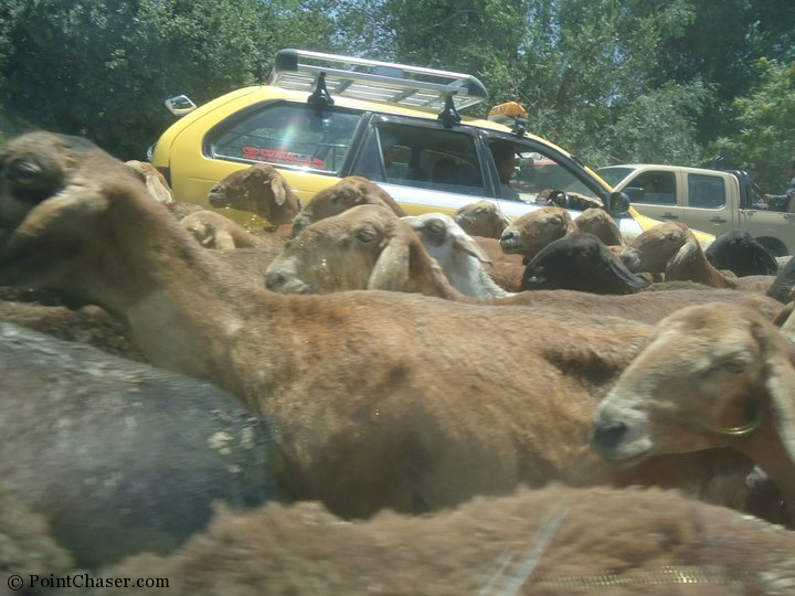 Sheep holding up traffic in Makroyan