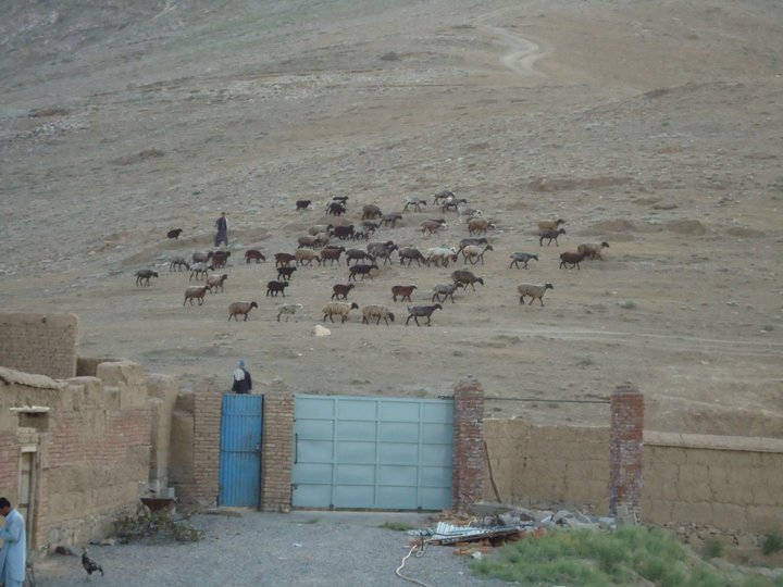 Boy herding sheep in Arghandeh