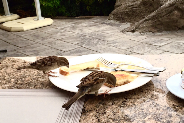 Birds at Hyatt Regency Thessaloniki Ambrosia Restaurant
